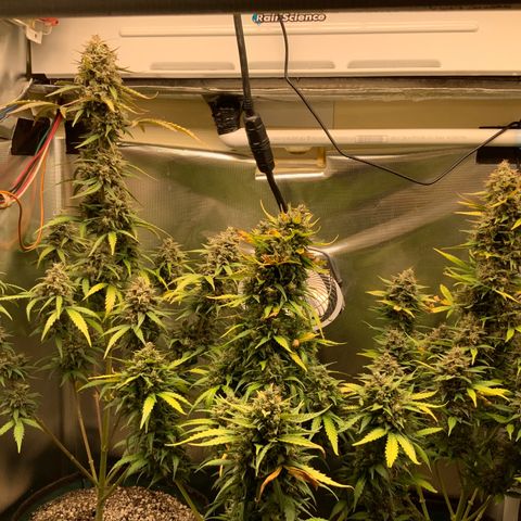 White Widow Auto x3 growlog timeline photo