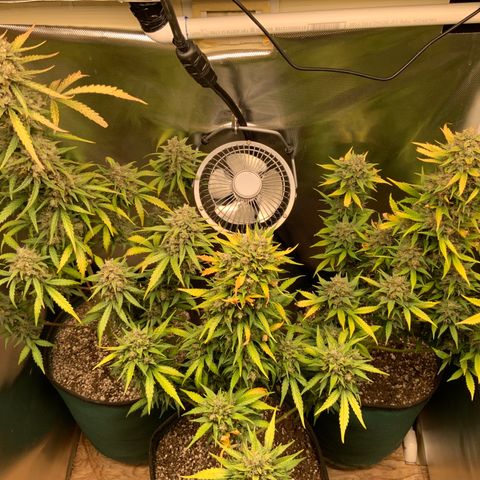 White Widow Auto x3 growlog timeline photo