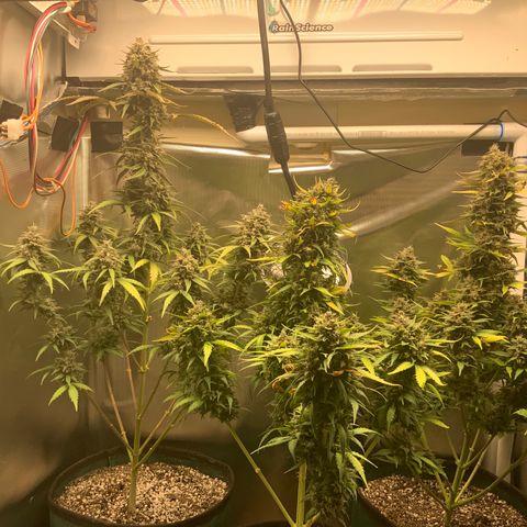 White Widow Auto x3 growlog timeline photo
