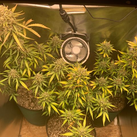White Widow Auto x3 growlog timeline photo