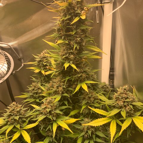 White Widow Auto x3 growlog timeline photo