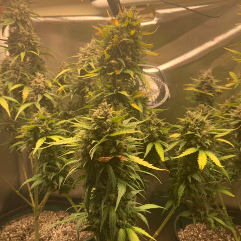 White Widow Auto x3 growlog timeline photo