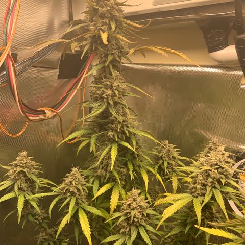 White Widow Auto x3 growlog timeline photo