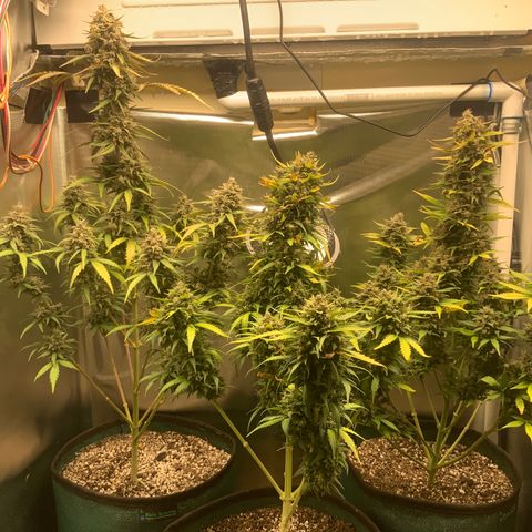 White Widow Auto x3 growlog timeline photo
