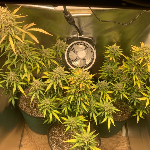 White Widow Auto x3 growlog timeline photo