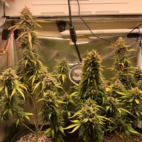 White Widow Auto x3 growlog timeline photo
