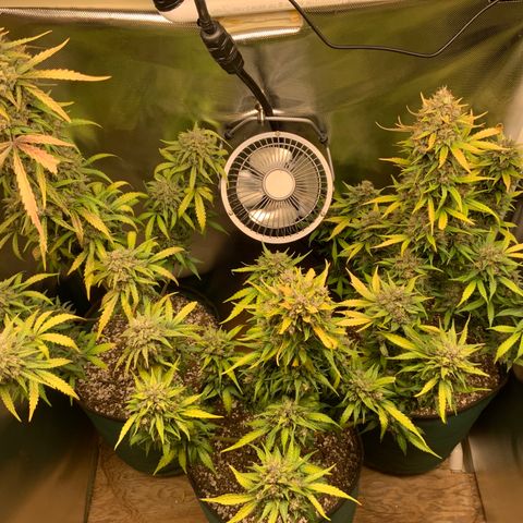 White Widow Auto x3 growlog timeline photo