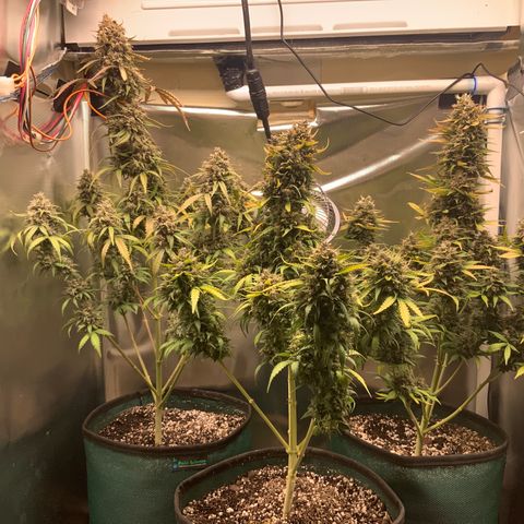 White Widow Auto x3 growlog timeline photo