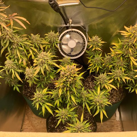 White Widow Auto x3 growlog timeline photo