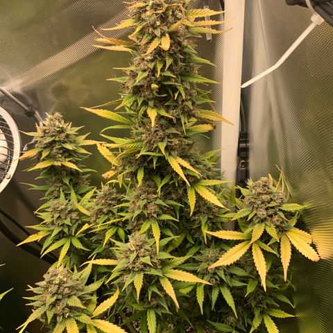 White Widow Auto x3 growlog timeline photo