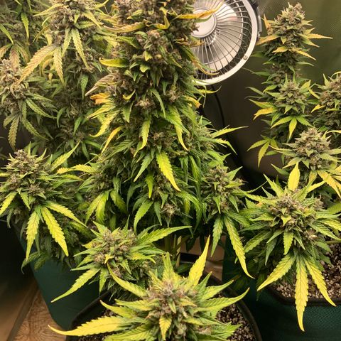 White Widow Auto x3 growlog timeline photo