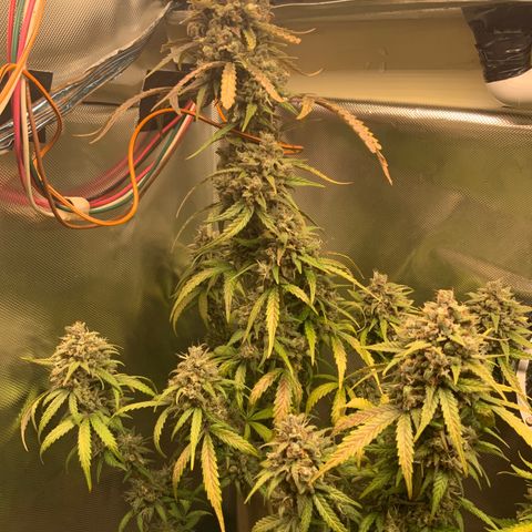 White Widow Auto x3 growlog timeline photo