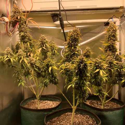 White Widow Auto x3 growlog timeline photo