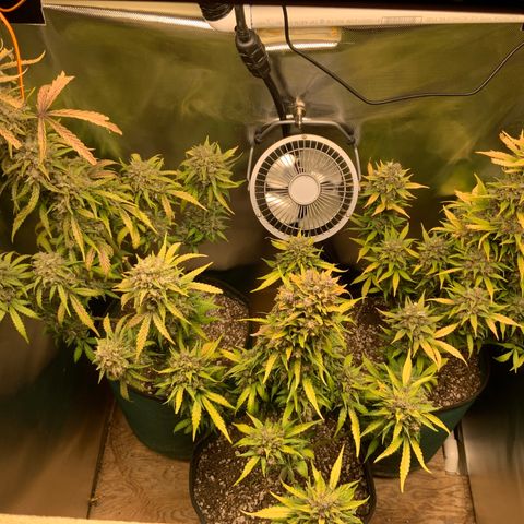 White Widow Auto x3 growlog timeline photo