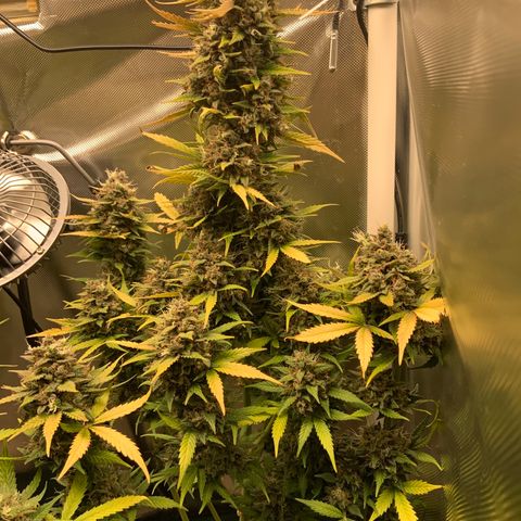 White Widow Auto x3 growlog timeline photo