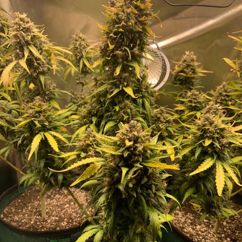 White Widow Auto x3 growlog timeline photo