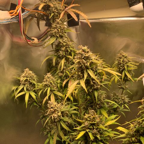 White Widow Auto x3 growlog timeline photo