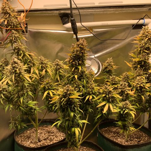 White Widow Auto x3 growlog timeline photo