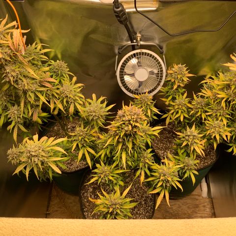 White Widow Auto x3 growlog timeline photo