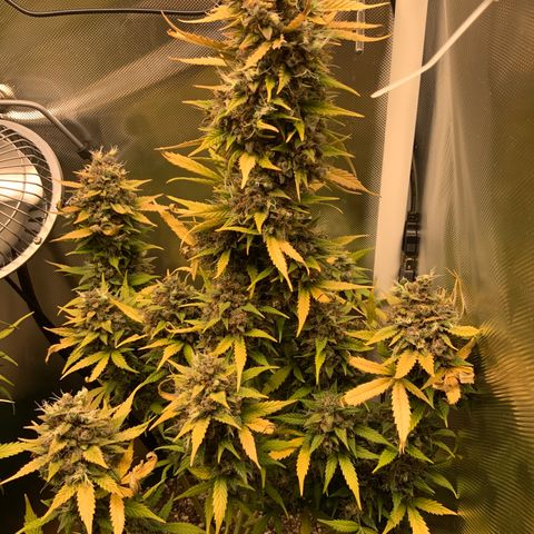 White Widow Auto x3 growlog timeline photo
