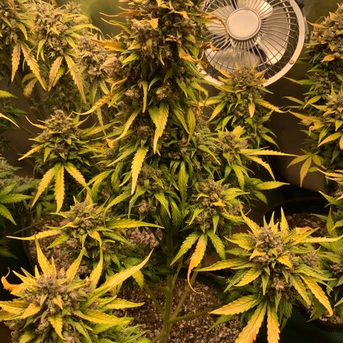White Widow Auto x3 growlog timeline photo