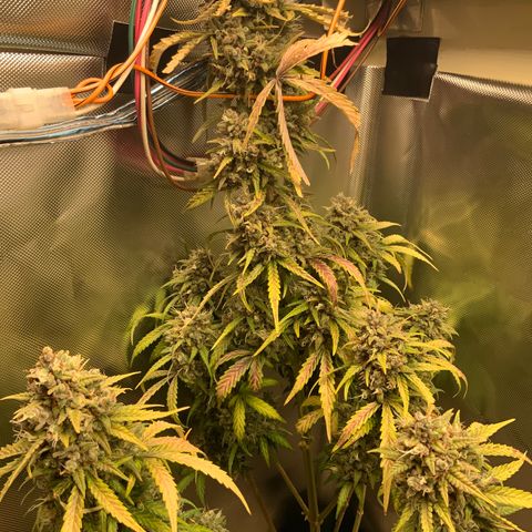 White Widow Auto x3 growlog timeline photo
