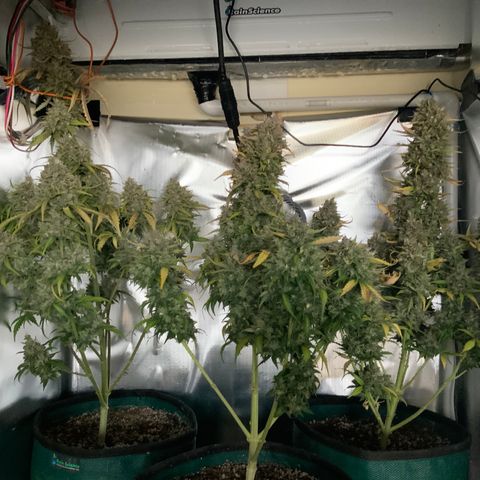 White Widow Auto x3 growlog photo: Going 48 dark
