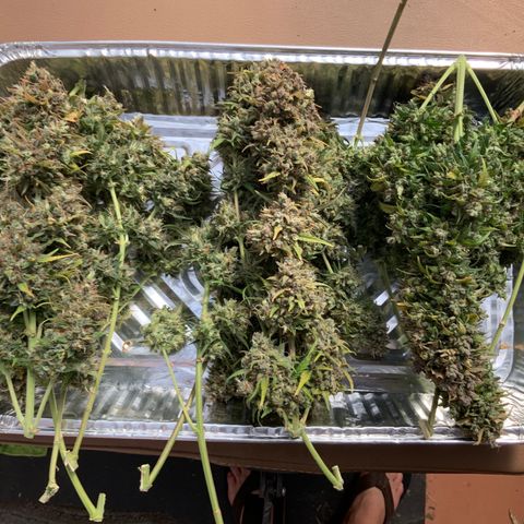 White Widow Auto x3 growlog timeline photo