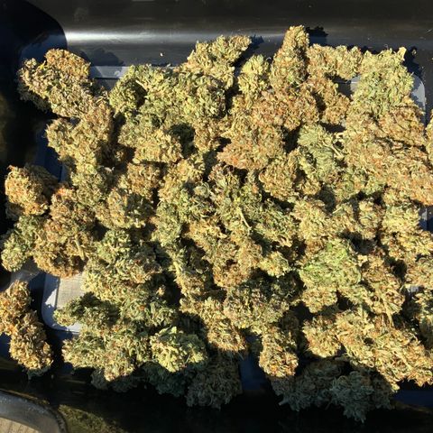 White Widow Auto x3 growlog timeline photo