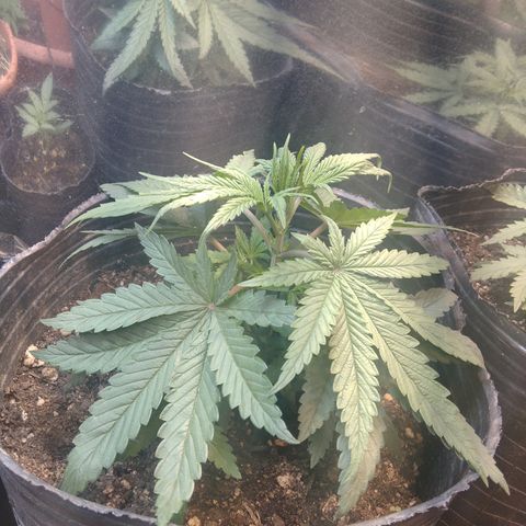 Orange Cake  #1 growlog timeline photo