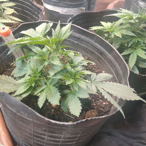 Hawaiann Snow growlog timeline photo