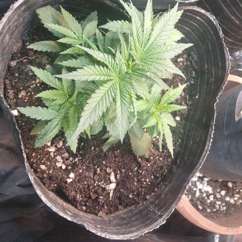 Ghost OG  growlog timeline photo