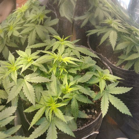 Ghost OG  growlog timeline photo
