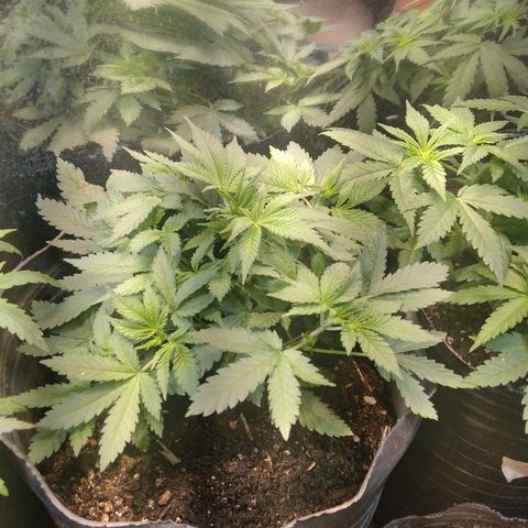 Hawaiann Snow growlog timeline photo