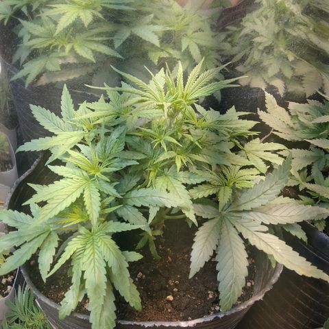 Orange Cake  #1 growlog timeline photo