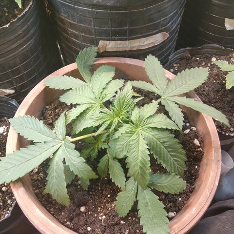 Runtz growlog timeline photo