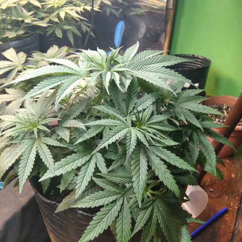 Orange Cake  #1 growlog photo: Poda + LST