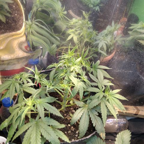 Orange Cake  #1 growlog photo: Poda + LST
