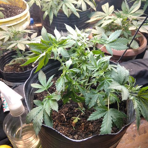 Hawaiann Snow growlog photo: Poda