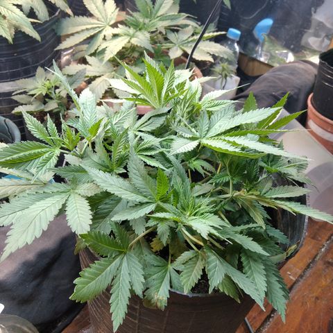 Hawaiann Snow growlog photo: Poda