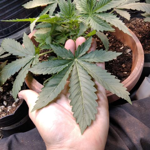 Runtz growlog timeline photo