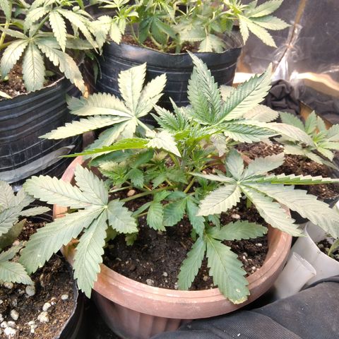 Runtz growlog timeline photo