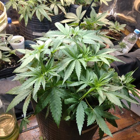 Ghost OG  growlog timeline photo