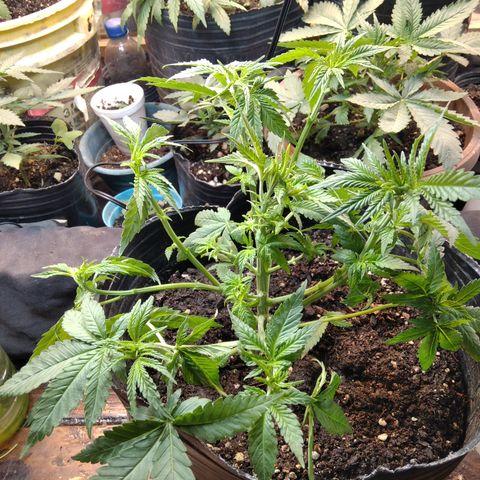 Ghost OG  growlog timeline photo