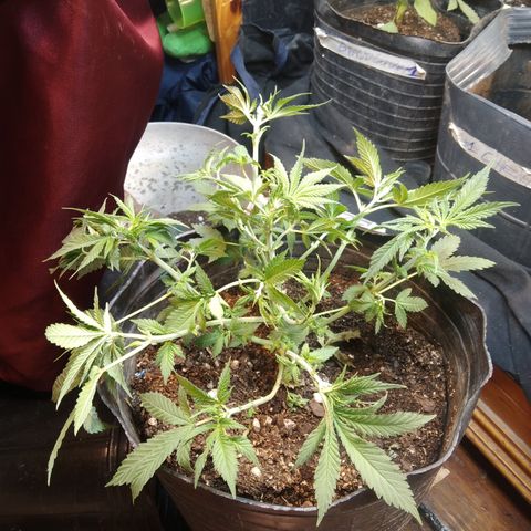 Hawaiann Snow growlog timeline photo