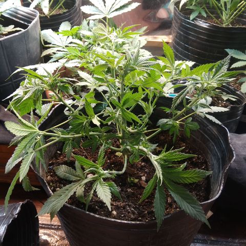 Hawaiann Snow growlog timeline photo