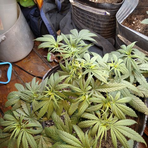 Orange Cake  #1 growlog photo: Apical