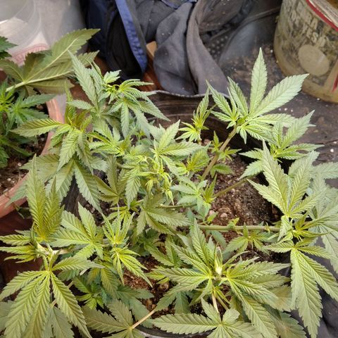 Hawaiann Snow growlog photo: LST