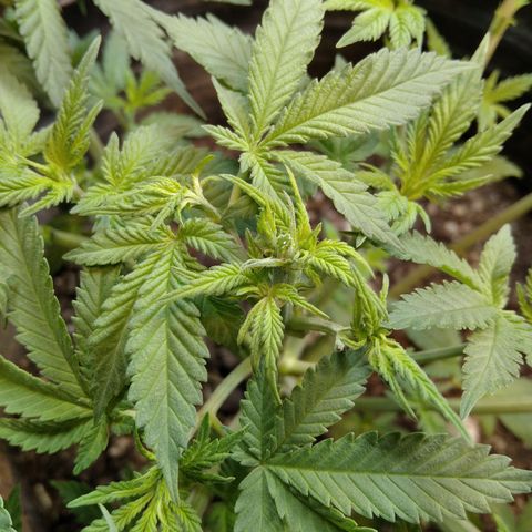 Hawaiann Snow growlog photo: LST