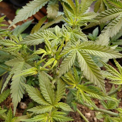 Hawaiann Snow growlog photo: LST